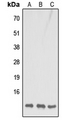 COX7B Antibody - Western blot analysis of COX7B1 expression in HeLa (A); Raw264.7 (B); H9C2 (C) whole cell lysates.