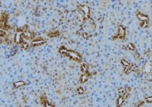 COX7C Antibody - 1:100 staining mouse kidney tissue by IHC-P. The sample was formaldehyde fixed and a heat mediated antigen retrieval step in citrate buffer was performed. The sample was then blocked and incubated with the antibody for 1.5 hours at 22°C. An HRP conjugated goat anti-rabbit antibody was used as the secondary.