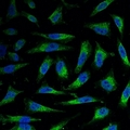 COXIV / COX4 Antibody - Immunofluorescent analysis of COX4-1 staining in HeLa cells. Formalin-fixed cells were permeabilized with 0.1% Triton X-100 in TBS for 5-10 minutes and blocked with 3% BSA-PBS for 30 minutes at room temperature. Cells were probed with the primary antibody in 3% BSA-PBS and incubated overnight at 4 deg C in a humidified chamber. Cells were washed with PBST and incubated with a FITC-conjugated secondary antibody (green) in PBS at room temperature in the dark. DAPI was used to stain the cell nuclei (blue).