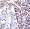 CPB / Carboxypeptidase B Antibody - CPB1 Antibody immunohistochemistry of formalin-fixed and paraffin-embedded human pancreas tissue followed by peroxidase-conjugated secondary antibody and DAB staining.