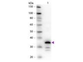 CPB / Carboxypeptidase B Antibody - Western Blot of Rabbit Anti-Carboxypeptidase B antibody. Lane 1: Carboxypeptidase B. Lane 2: None. Load: 50 ng per lane. Primary antibody: Carboxypeptidase B primary antibody at 1:1,000 overnight at 4°C. Secondary antibody: Peroxidase rabbit secondary antibody at 1:40,000 for 30 min at RT. Predicted/Observed size: 35 kDa, 35 kDa for Carboxypeptidase B. Other band(s): Carboxypeptidase B splice variants and isoforms.