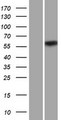 CPNE2 Protein - Western validation with an anti-DDK antibody * L: Control HEK293 lysate R: Over-expression lysate