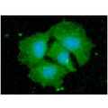 CPOX Antibody - ICC/IF analysis of CPOX in Hep3B cells line, stained with DAPI (Blue) for nucleus staining and monoclonal anti-human CPOX antibody (1:100) with goat anti-mouse IgG-Alexa fluor 488 conjugate (Green).