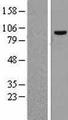 CPSF2 Protein - Western validation with an anti-DDK antibody * L: Control HEK293 lysate R: Over-expression lysate
