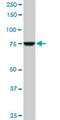 CPSF3 / CPSF Antibody - CPSF3 monoclonal antibody (M06), clone 1H8. Western blot of CPSF3 expression in Raw 264.7.