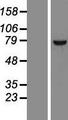 CPSF3L Protein - Western validation with an anti-DDK antibody * L: Control HEK293 lysate R: Over-expression lysate