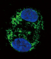 CPT2 Antibody - Confocal immunofluorescence of CPT2 Antibody with HepG2 cell followed by Alexa Fluor 488-conjugated goat anti-rabbit lgG (green). DAPI was used to stain the cell nuclear (blue).