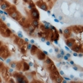 CPT2 Antibody - Immunohistochemical analysis of CPT2 staining in mouse kidney formalin fixed paraffin embedded tissue section. The section was pre-treated using heat mediated antigen retrieval with sodium citrate buffer (pH 6.0). The section was then incubated with the antibody at room temperature and detected using an HRP conjugated compact polymer system. DAB was used as the chromogen. The section was then counterstained with hematoxylin and mounted with DPX.