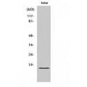 CR6 / GADD45G Antibody - Western blot of GADD 45gamma antibody