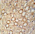 CRB2 Antibody - CRUM2 Antibody immunohistochemistry of formalin-fixed and paraffin-embedded mouse kidney tissue followed by peroxidase-conjugated secondary antibody and DAB staining.