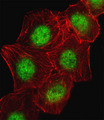 CREB1 / CREB Antibody - Fluorescent image of A549 cell stained with CREB1 Antibody. A549 cells were fixed with 4% PFA (20 min), permeabilized with Triton X-100 (0.1%, 10 min), then incubated with CREB1 primary antibody (1:25, 1 h at 37°C). For secondary antibody, Alexa Fluor 488 conjugated donkey anti-rabbit antibody (green) was used (1:400, 50 min at 37°C). Cytoplasmic actin was counterstained with Alexa Fluor 555 (red) conjugated Phalloidin (7units/ml, 1 h at 37°C). CREB1 immunoreactivity is localized to Nucleus significantly.