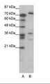 CREB3 / LZIP Antibody - A: Marker, B: Jurkat Cell Lysate.  This image was taken for the unconjugated form of this product. Other forms have not been tested.
