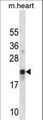 CREG / CREG1 Antibody - CREG1 Antibody western blot of mouse heart tissue lysates (35 ug/lane). The CREG1 antibody detected the CREG1 protein (arrow).