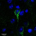 CRFR1 / CRHR1 Antibody - CRFR1 / CRHR1 antibody (0.3µg/ml) staining in green a dendrite of a neuronal cell in C57 mouse cortex. Counter-stained with DAPI (in blue).