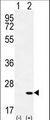 CRH / CRF Antibody - Western blot of CRH (arrow) using rabbit polyclonal CRH Antibody. 293 cell lysates (2 ug/lane) either nontransfected (Lane 1) or transiently transfected (Lane 2) with the CRH gene.