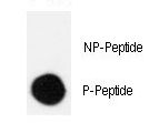 CRK Antibody - Dot blot of Phospho-CRK-S41 polyclonal antibody on nitrocellulose membrane. 50ng of Phospho-peptide or Non Phospho-peptide per dot were adsorbed. Antibody working concentration was 0.5ug per ml. P-antibody: phospho-antibody; P-Peptide: phospho-peptide; NP-Peptide: non-phospho-peptide.