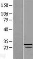 CRYBB3 Protein - Western validation with an anti-DDK antibody * L: Control HEK293 lysate R: Over-expression lysate