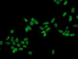 CRYZL1 Antibody - Immunofluorescent staining of HeLa cells using anti-CRYZL1 mouse monoclonal antibody.