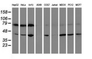 CRYZL1 Antibody - Western blot of extracts (35 ug) from 9 different cell lines by using anti-CRYZL1 monoclonal antibody.