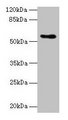 CSAD / CSD Antibody - Western blot All lanes: Csad antibody at 12µg/ml + NIH/3T3 whole cell lysate Secondary Goat polyclonal to rabbit IgG at 1/10000 dilution Predicted band size: 55 kDa Observed band size: 55 kDa