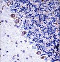 CSF1R / CD115 / FMS Antibody - Mouse Csf1r Antibody immunohistochemistry of formalin-fixed and paraffin-embedded mouse cerebellum tissue followed by peroxidase-conjugated secondary antibody and DAB staining.