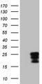 CSF2 / GM-CSF Antibody - HEK293T cells were transfected with the pCMV6-ENTRY control (Left lane) or pCMV6-ENTRY CSF2 (Right lane) cDNA for 48 hrs and lysed. Equivalent amounts of cell lysates (5 ug per lane) were separated by SDS-PAGE and immunoblotted with anti-CSF2 (1:2000).