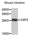 CSF2 / GM-CSF Antibody - Western blot analysis of extracts of mouse intestine.