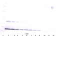 CSF3 / G-CSF Antibody - Biotinylated Anti-Murine G-CSF Western Blot Unreduced
