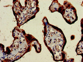 CSH2 / Placental Lactogen Antibody - Immunohistochemistry of paraffin-embedded human placenta tissue at dilution of 1:100