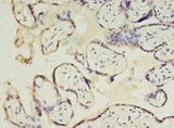 CSHL1 / CSH-Like 1 Antibody - Immunohistochemistry of paraffin-embedded human placenta using antibody at 1:100 dilution.  This image was taken for the unconjugated form of this product. Other forms have not been tested.