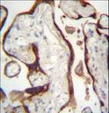 CSHL1 / CSH-Like 1 Antibody - CSHL1 Antibody immunohistochemistry of formalin-fixed and paraffin-embedded human placenta tissue followed by peroxidase-conjugated secondary antibody and DAB staining.