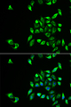 CSNK1A1L Antibody - Immunofluorescence analysis of HeLa cells.