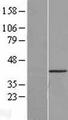 CSNK1A1L Protein - Western validation with an anti-DDK antibody * L: Control HEK293 lysate R: Over-expression lysate