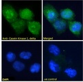 CSNK1D Antibody - Goat Anti-Casein Kinase 1, delta Antibody Immunofluorescence analysis of paraformaldehyde fixed U251 cells, permeabilized with 0.15% Triton. Primary incubation 1hr (10ug/ml) followed by Alexa Fluor 488 secondary antibody (2ug/ml), showing nuclear staining. The nuclear stain is DAPI (blue). Negative control: Unimmunized goat IgG (10ug/ml) followed by Alexa Fluor 488 secondary antibody (2ug/ml).