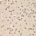 CSNK1E / CK1 Epsilon Antibody - Immunohistochemistry of paraffin-embedded mouse brain tissue.