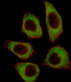 CSRNP2 / FAM130A1 Antibody - Fluorescent image of A549 cell stained with CSRNP2 Antibody. A549 cells were fixed with 4% PFA (20 min), permeabilized with Triton X-100 (0.1%, 10 min), then incubated with CSRNP2 primary antibody (1:25, 1 h at 37°C). For secondary antibody, Alexa Fluor 488 conjugated donkey anti-rabbit antibody (green) was used (1:400, 50 min at 37°C). Cytoplasmic actin was counterstained with Alexa Fluor 555 (red) conjugated Phalloidin (7units/ml, 1 h at 37°C). CSRNP2 immunoreactivity is localized to Cytoplasm significantly.