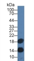CST3 / Cystatin C Antibody - Western Blot; Sample: Human Serum; Primary Ab: 3µg/ml Mouse Anti-Human SAA Antibody Second Ab: 0.2µg/mL HRP-Linked Caprine Anti-Mouse IgG Polyclonal Antibody