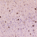 CST3 / Cystatin C Antibody - IHC analysis of Cystatin C using anti-Cystatin C antibody. Cystatin C was detected in paraffin-embedded section of mouse brain tissue . Heat mediated antigen retrieval was performed in citrate buffer (pH6, epitope retrieval solution) for 20 mins. The tissue section was blocked with 10% goat serum. The tissue section was then incubated with 2?g/ml rabbit anti-Cystatin C Antibody overnight at 4?C. Biotinylated goat anti-rabbit IgG was used as secondary antibody and incubated for 30 minutes at 37?C. The tissue section was developed using Strepavidin-Biotin-Complex (SABC) with DAB as the chromogen.