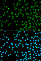CST8 / CRES Antibody - Immunofluorescence analysis of HeLa cells using CST8 antibody. Blue: DAPI for nuclear staining.