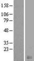 CST8 / CRES Protein - Western validation with an anti-DDK antibody * L: Control HEK293 lysate R: Over-expression lysate
