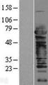 CSTF2 / CstF-64 Protein - Western validation with an anti-DDK antibody * L: Control HEK293 lysate R: Over-expression lysate