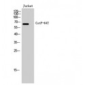 CSTF2T Antibody - Western blot of CstF-64T antibody