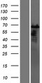 CSTF2T Protein - Western validation with an anti-DDK antibody * L: Control HEK293 lysate R: Over-expression lysate