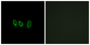 CSTL1 / Cystatin-Like 1 Antibody - Immunofluorescence analysis of A549 cells, using CSTL1 Antibody. The picture on the right is blocked with the synthesized peptide.