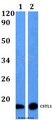 CSTL1 / Cystatin-Like 1 Antibody - Western blot of CSTL1 antibody at 1:500 dilution. Lane 1: HeLa whole cell lysate. Lane 2: PC12 whole cell lysate.