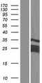 CT45A3 Protein - Western validation with an anti-DDK antibody * L: Control HEK293 lysate R: Over-expression lysate