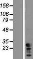 CT45A5 Protein - Western validation with an anti-DDK antibody * L: Control HEK293 lysate R: Over-expression lysate