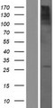 CTA-216E10.6 Protein - Western validation with an anti-DDK antibody * L: Control HEK293 lysate R: Over-expression lysate