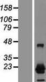 CTAG1A Protein - Western validation with an anti-DDK antibody * L: Control HEK293 lysate R: Over-expression lysate