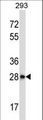 CTDSP2 Antibody - CTDSP2 Antibody western blot of 293 cell line lysates (35 ug/lane). The CTDSP2 antibody detected the CTDSP2 protein (arrow).